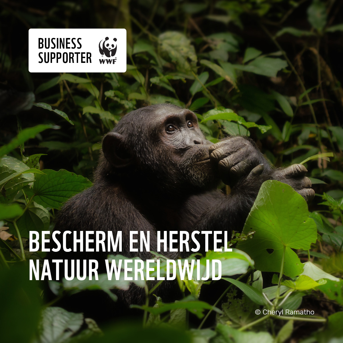 Business Supporter Wereld Natuur Fonds